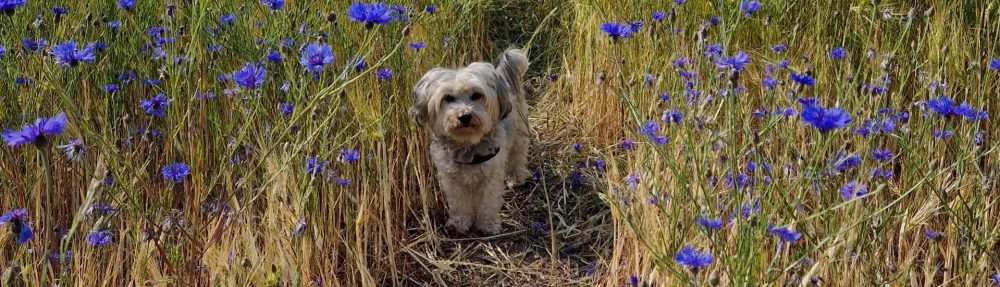 Mobile Hundetherapie Norderstedt